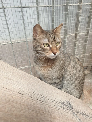 Wendy sucht ihr Zuhause - Einzelkatze, ruhiger Haushalt