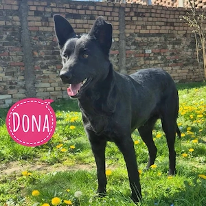 Dona, junge und bezaubernde Mischlingshündin, Labrador Kroatischer Schäferhund