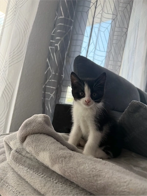 Süßer schwarz-weißer Kater sucht liebevolles Zuhause