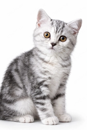 bkh Mädchen abholbereit Whiskas tabby silver 