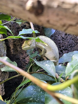 Pantherchamäleon inkl. Terrarium