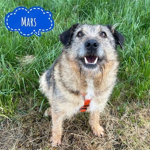 Mars, absoluter Traumhund, Terrier Mischling