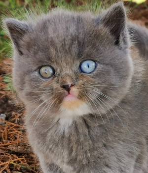 Wir haben wunderschöne BKH BLH Babys demnächst in liebevolle Hände abzugeben 