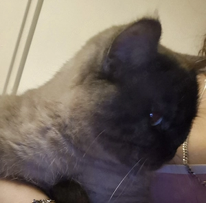 wunderschöne liebe kater 