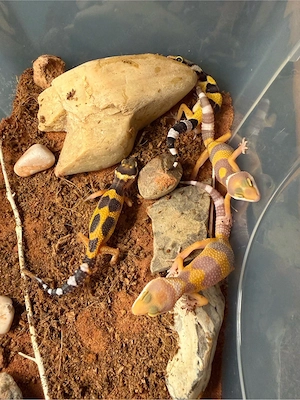 Leopardgecko (W)