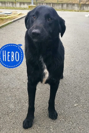 Hebo, verschmuster und lieber Labrador Mix