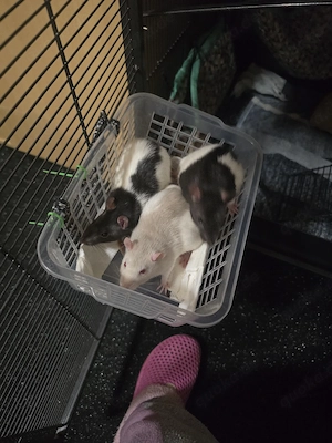 4 Farbe Ratte weibliche in gute Hände ab zu geben 