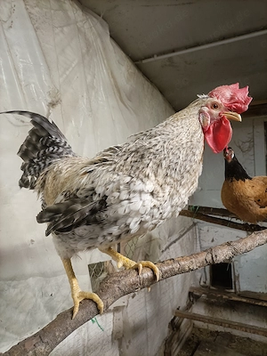 Großer Hahn Junghahn Hühner Buntleger 