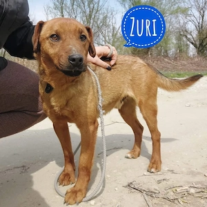 Zuri, wunderhübscher und traumhafter Terrier Mix