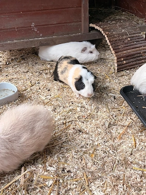 Meerschweinchenbock