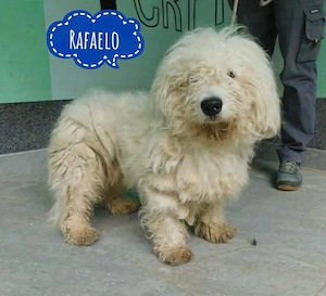 Rafaelo, Malteser oder Bologneser Mix sucht ganz dringend ein Zuhause