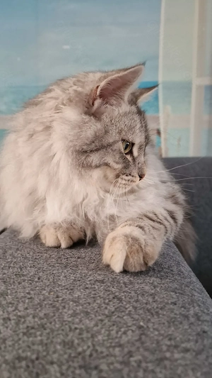 Sibirische Waldkatze, prachtvoller Kater sucht ein zuhause für immer