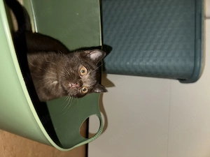 Bkh Kitten baby katzen   BRAUN 