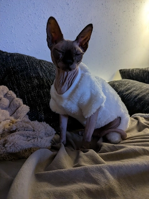 Super liebe Sphynxkatze abzugeben