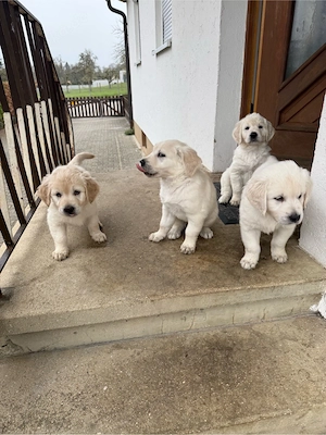 Golden Retriever Welpen