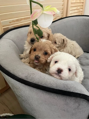Maltipoo Welpen