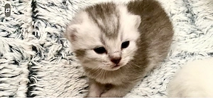 BKH Kitten reinrassig silver  weiss  Blue tabby 