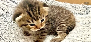 BKH Kitten reinrassig silver  weiss  Blue tabby 