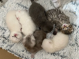 BKH Kitten reinrassig silver  weiss  Blue tabby 