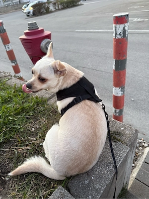 Chihuahua  hündin 1 jahr alt 