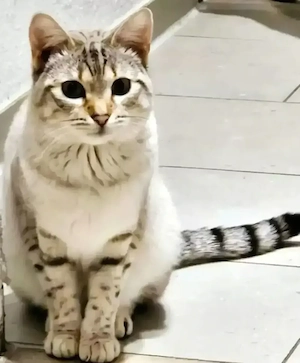 Die kleine Lumi sucht...