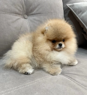 Entzückende Pomeranian Welpen