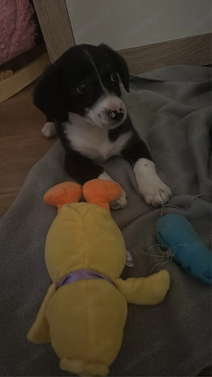 Mischling schweren Herzen Abzugeben 