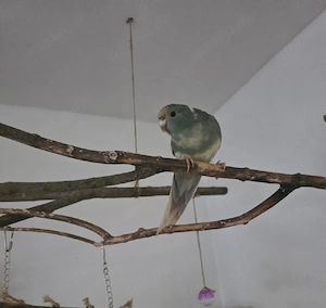 Ziegensittiche 0.2 abzugeben 