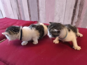 Kitten suchen ihren Menschen 