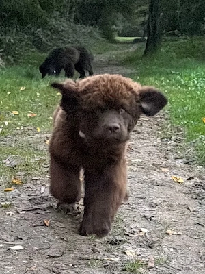 Neufundländer abzugeben 