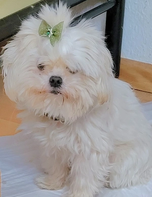 Mini Malteser 4 j  20cm  2kg sehr klein verschmust lieb gesund bildschoen