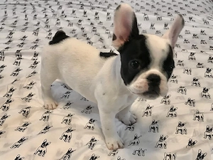 Französische Bulldoggenwelpen zur Adoption