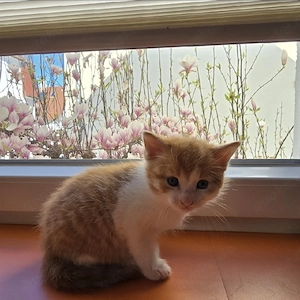 Süße Kitten Brüder zu verkaufen   verspielt & liebevoll 