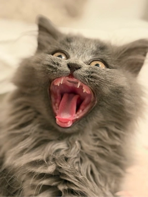 6 Monate alter British Langhaar Kater sucht tolles zuhause 