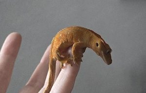 Kronengecko Tangerine 0.0.1 poss. Männchen