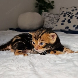 herausragende männliche und weibliche Bengalkätzchen