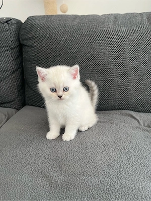 bkh kitten  Bild 3