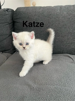 bkh kitten  Bild 4