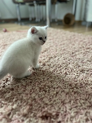 bkh kitten  Bild 2