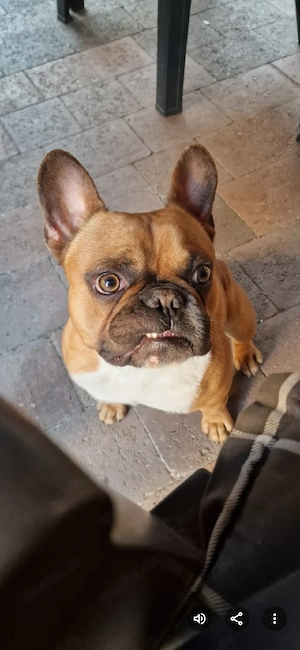 französische Bulldogge rüde