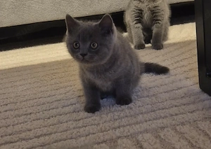 Britisch Kurzhaar Kitten Mix