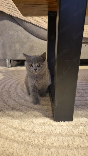 Britisch Kurzhaar Kitten Mix
