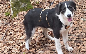 Tash sucht ein freies Körbchen