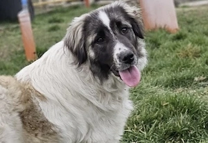 Zuhause gesucht für Otilie