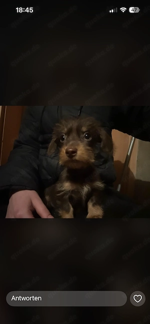 Zwerg Dackel Mädchen zuverkaufen