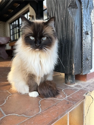 Ragdoll Snowshoe Weibchen ab Juni  Bild 4