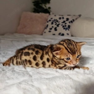 reinrassige männliche und weibliche Bengal-Kätzchen