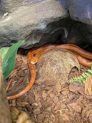 Terrarium mit Kornnatter 0.1