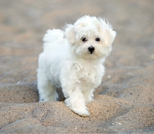 liebevolle familie sucht junge Hundedame Malteser