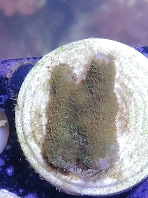 Montipora SPS 
